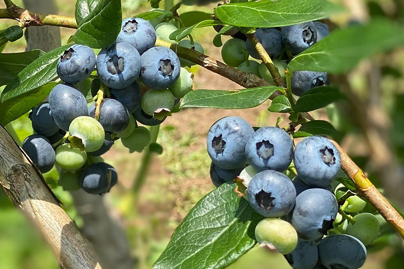 くろかわ農園 ブルーベリー 2kg（500g×4パック）摘みたて 秋田県美郷町 [摘みたて ブルーベリー 新鮮 その他のフルーツの返礼品]
