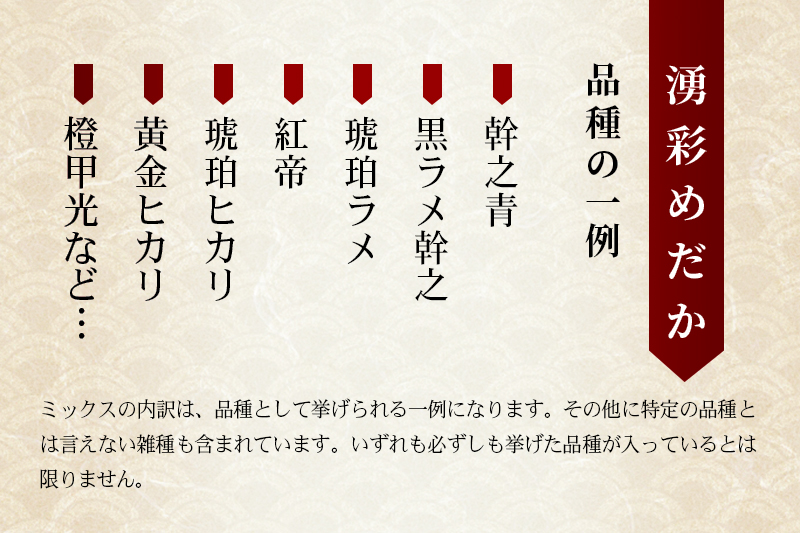 めだか ミックス 12匹 メダカ 生体 観賞用 魚 ペット 観賞魚