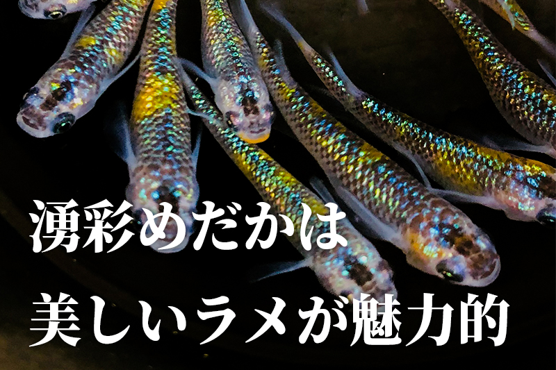 めだか ミックス 12匹 メダカ 生体 観賞用 魚 ペット 観賞魚