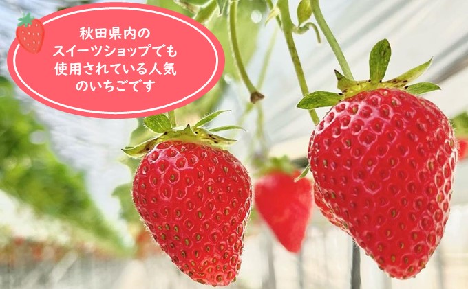 秋田県 羽後町産  冷凍いちご 1kg（500g×2）国産 イチゴ ジャム スムージー お菓子づくり 果物 フルーツ 冷凍果物 冷凍フルーツ そのまま トッピング フローズンイチゴ ストロベリー 