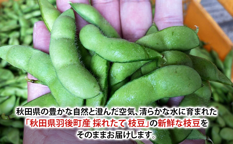 先行予約 秋田県 羽後町産 枝豆 2kg （250g×8） [えだまめ 簡単調理レンジ 国産 国産野菜 おつまみ] 