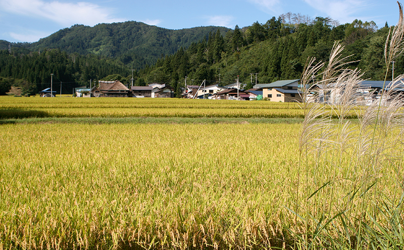 訳あり 令和6年産　羽後町産あきたこまち無洗米２合(300g)×３袋 【米 お米 白米 精米 新米 あきたこまち アキタコマチ 美味しい 秋田 羽後 】