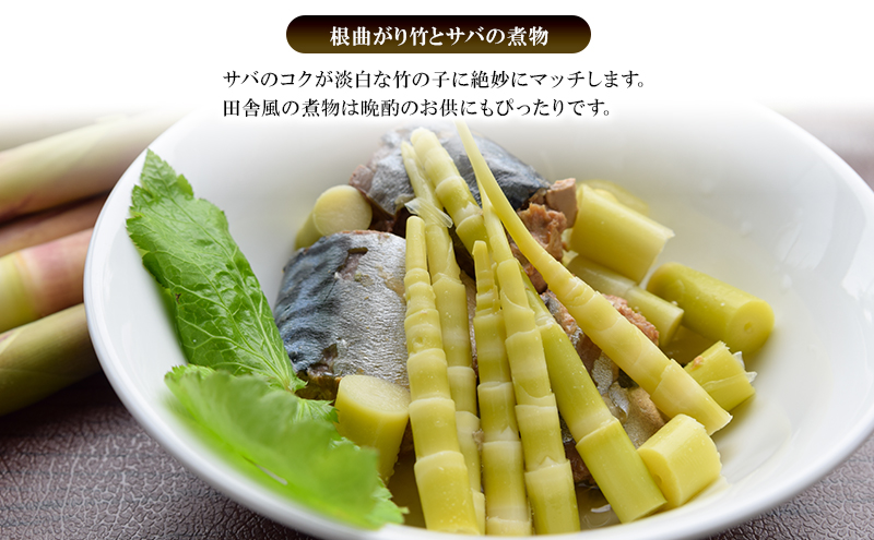 創業明治44年［菓子司 万寿堂］名産缶詰 タケノコ水煮（根曲り竹）2缶セット 秋田 羽後 西馬音内【 缶詰 たけのこ 筍 根曲がり竹 山菜 水煮 保存食 老舗 ギフト 】