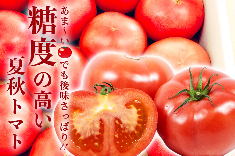 【東北・一部関東限定配送】桃太郎トマト 約4kg 日付指定不可 収穫でき次第出荷