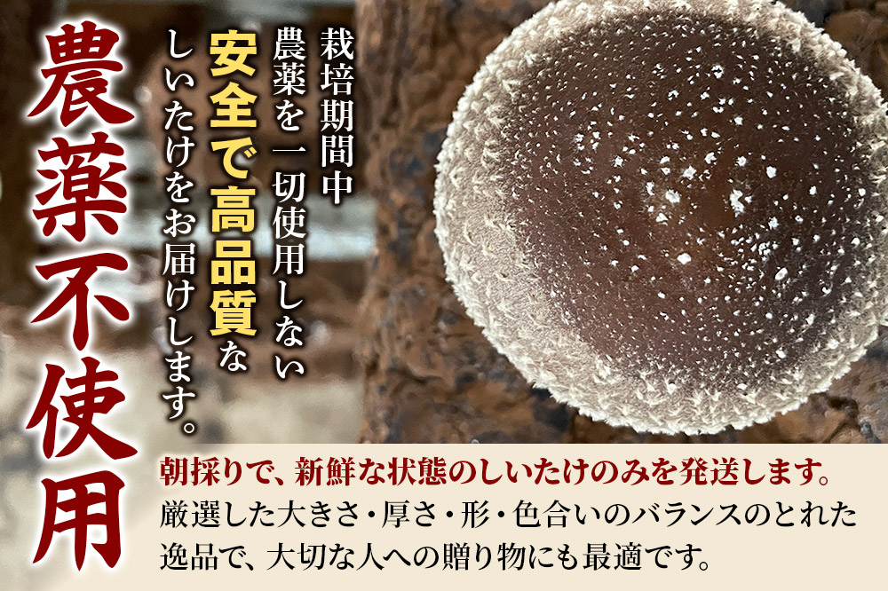 椎茸 あわびしいたけ 約1.5kg 滝ノ沢ファーム 菌床 シイタケ きのこ 食べ応え 肉厚 茸 秋田県 国産 大ぶり 高品質 [きのこ しいたけ 椎茸 シイタケ 東成瀬村 あわび 食べ応え 菌床 無農薬 農薬不使用 朝採り 新鮮 食感 ギフト 贈り物]