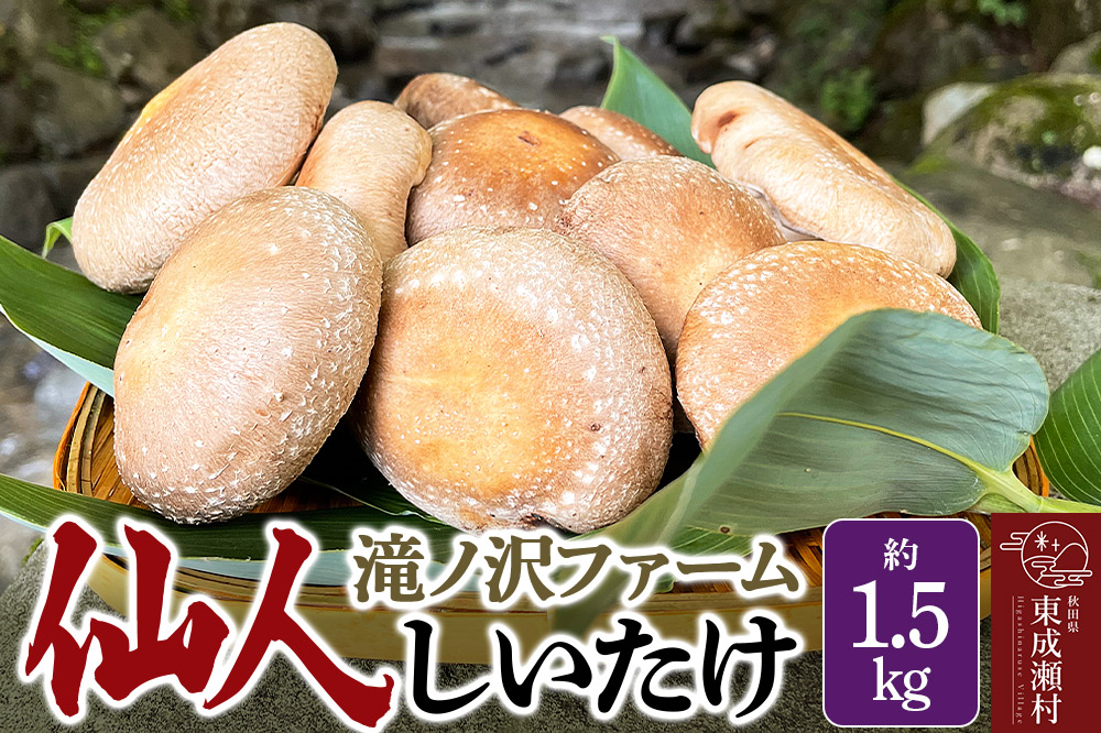 椎茸 仙人しいたけ 約1.5kg 滝ノ沢ファーム 菌床 シイタケ きのこ 食べ応え 肉厚 茸 秋田県 国産 大ぶり 高品質