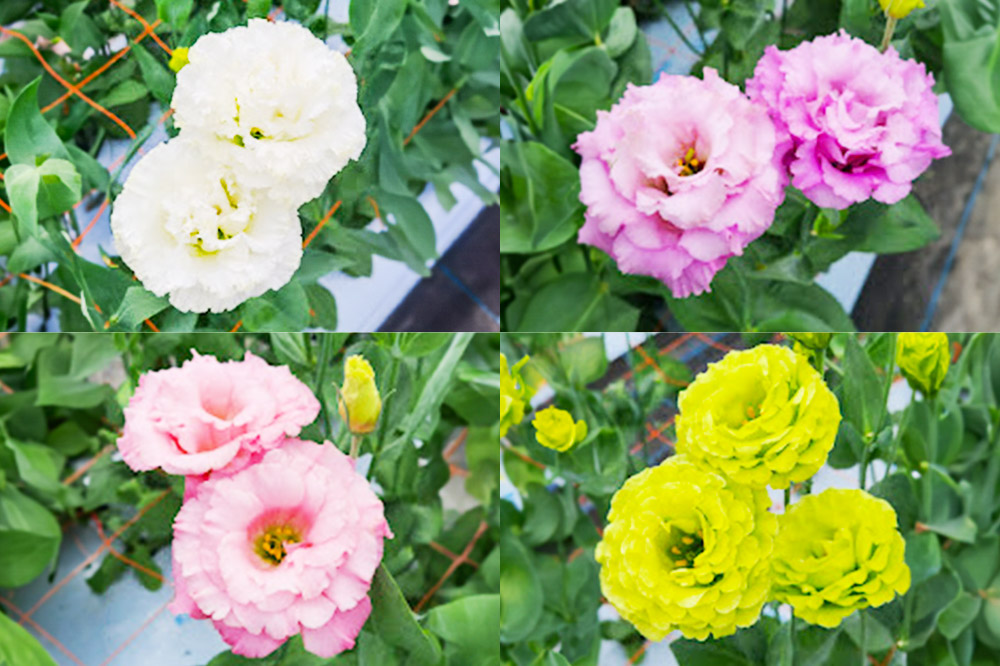 令和8年収穫分 花 生花 トルコギキョウおまかせセット (10〜15本)【先行予約】 かねはちファーム【2026年8月下旬から順次発送予定】