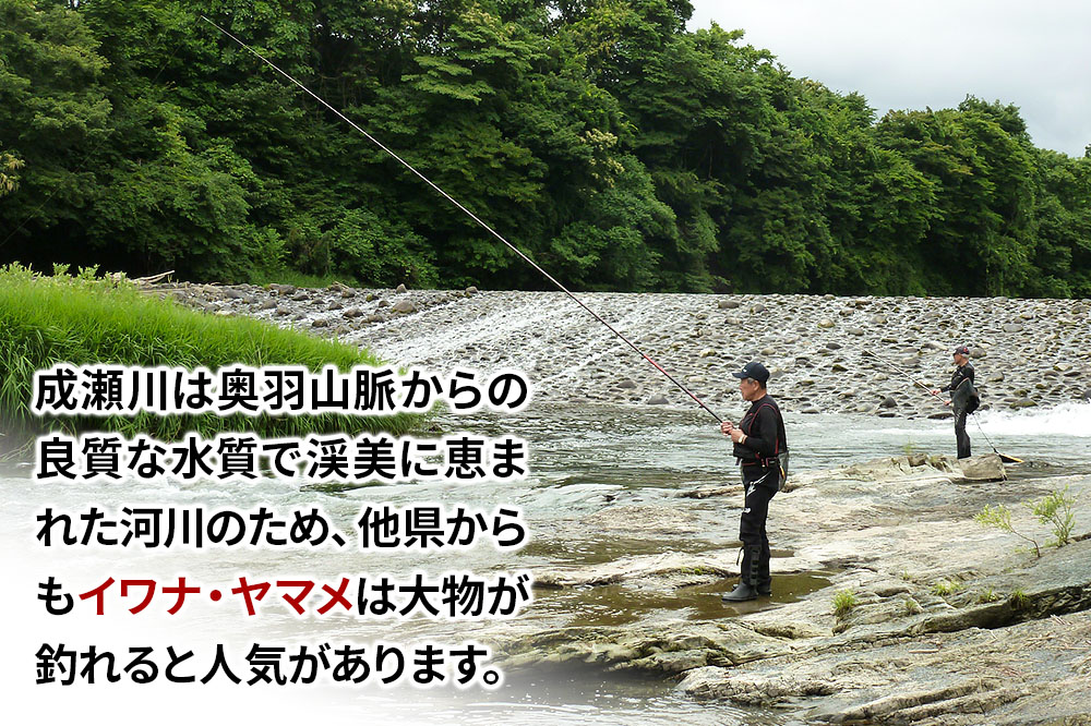 成瀬川 年間遊漁券（渓流）渓流魚 イワナ ヤマメ【3月上旬〜中旬より順次発送】川釣り