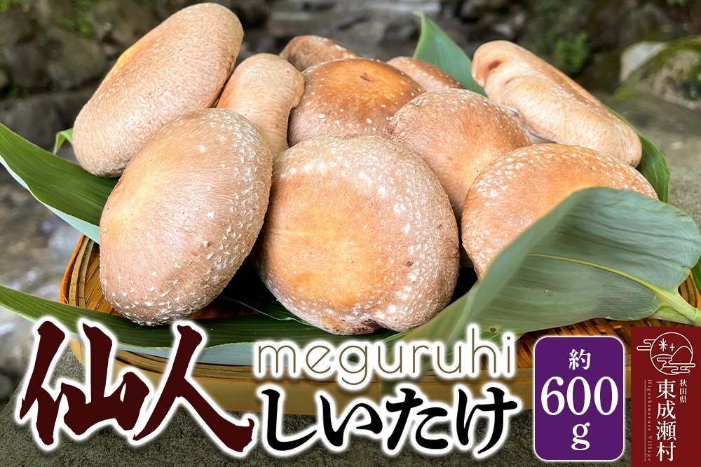 meguruhi 仙人しいたけ（約600g）菌床 椎茸 シイタケ きのこ 食べ応え 肉厚 茸 秋田県 国産 大ぶり 高品質