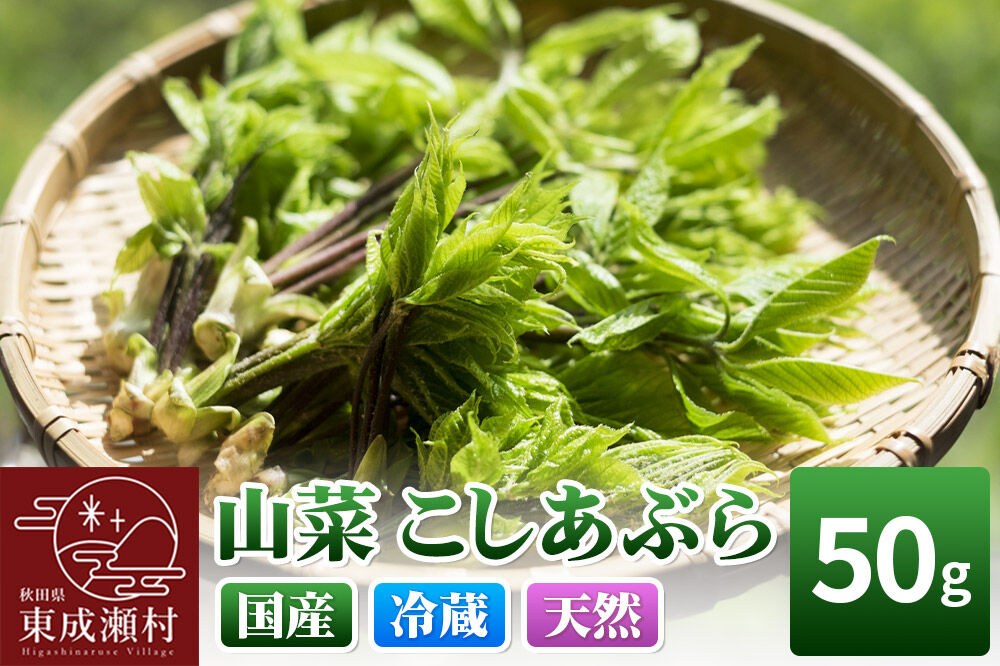 山菜 こしあぶら 50g 秋田県 東成瀬村産 TAKAYA [山菜 国産 コシアブラ 天然 冷蔵]