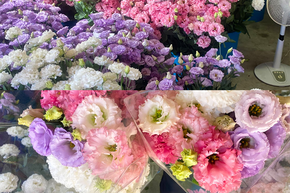 令和8年収穫分 花 生花 トルコギキョウおまかせセット (10〜15本)【先行予約】 かねはちファーム【2026年8月下旬から順次発送予定】