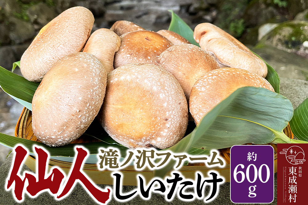 椎茸 仙人しいたけ 約600g 滝ノ沢ファーム 菌床 シイタケ きのこ 食べ応え 肉厚 茸 秋田県 国産 大ぶり 高品質
