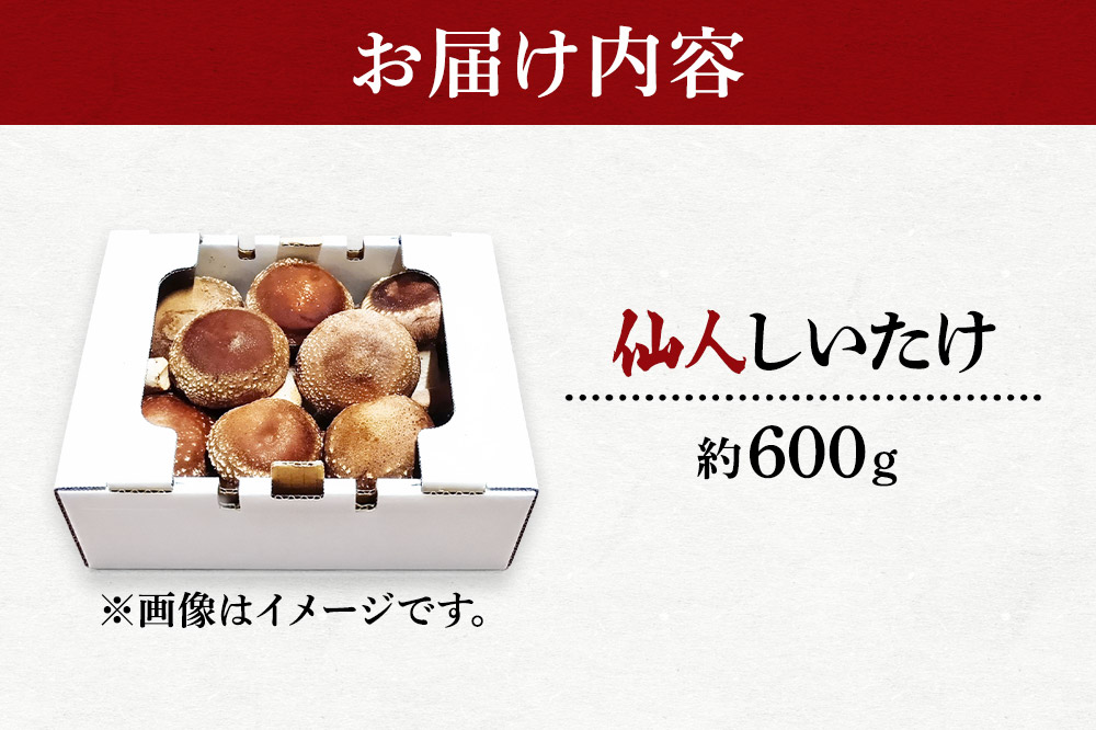 椎茸 仙人しいたけ 約600g 滝ノ沢ファーム 菌床 シイタケ きのこ 食べ応え 肉厚 茸 秋田県 国産 大ぶり 高品質