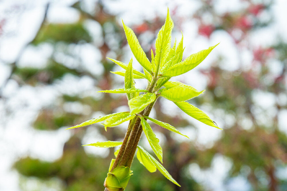山菜 こしあぶら 50g 秋田県 東成瀬村産 TAKAYA [山菜 国産 コシアブラ 天然 冷蔵]