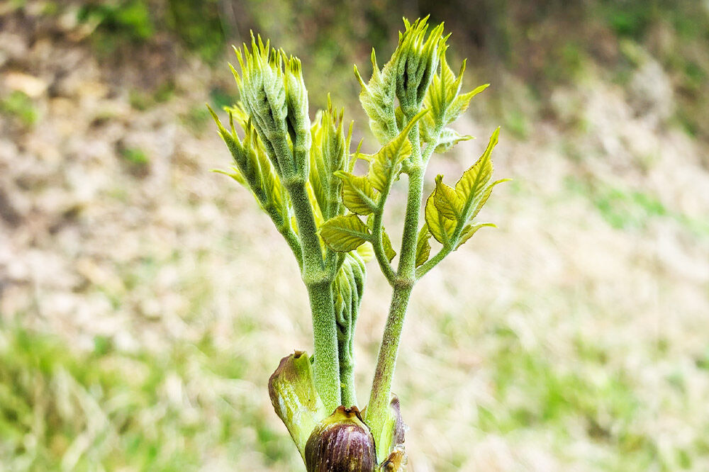 山菜 こしあぶら 100g 秋田県 東成瀬村産 TAKAYA [山菜 国産 コシアブラ 天然 冷蔵]