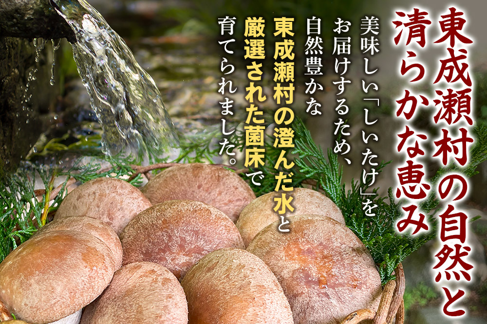 椎茸 あわびしいたけ 約600g 滝ノ沢ファーム 菌床 シイタケ きのこ 食べ応え 肉厚 茸 秋田県 国産 大ぶり 高品質 [きのこ しいたけ 椎茸 シイタケ 東成瀬村 あわび 食べ応え 菌床 無農薬 農薬不使用 朝採り 新鮮 食感 ギフト 贈り物]