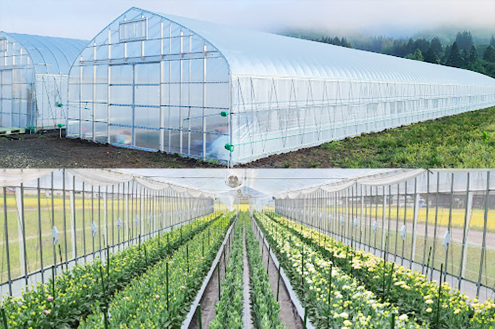 令和8年収穫分 花 生花 トルコギキョウおまかせセット (10〜15本)【先行予約】 かねはちファーム【2026年8月下旬から順次発送予定】