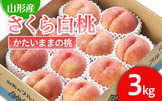 山形市産 桃「さくら白桃」 秀以上 3kg(6玉～9玉)[かための桃] 【令和7年産先行予約】FU22-751