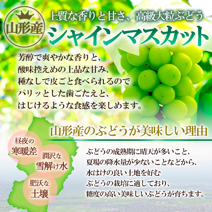 山形市産 シャインマスカット 秀 2kg(2～6房)[前半] 【令和7年産先行予約】FS24-659