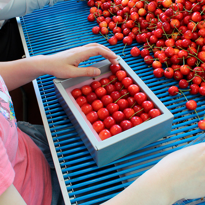 山形産 大粒さくらんぼ 紅秀峰 特選 手詰め 約600g 山形セレクション認定品 【令和8年産先行予約】FS25-715