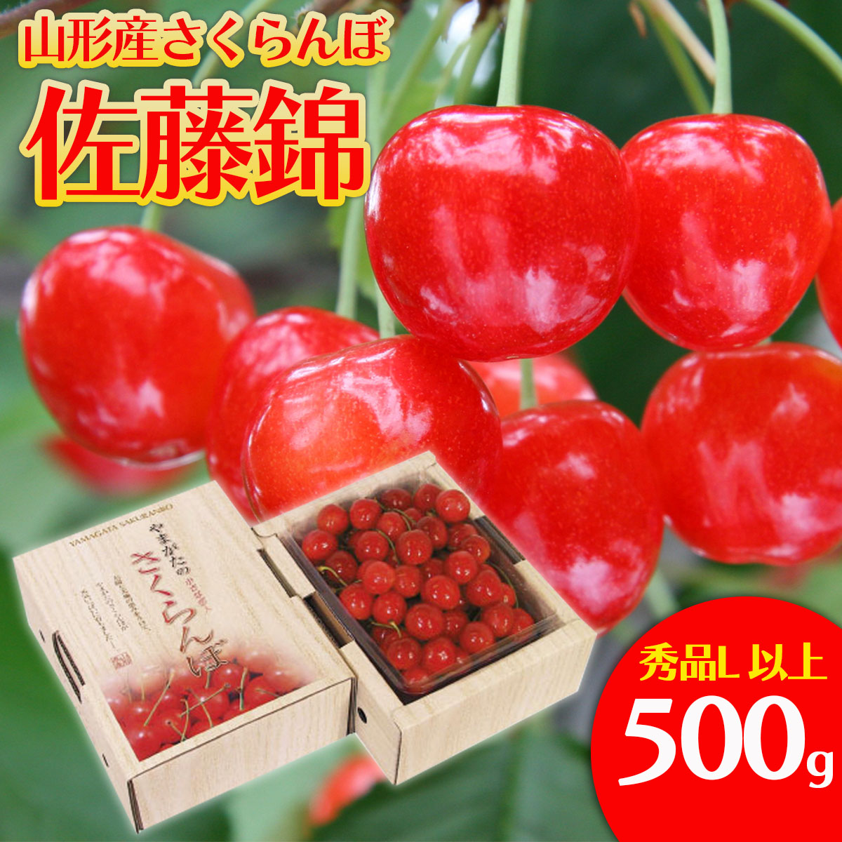 さくらんぼ 佐藤錦 Lサイズ 500g 【令和7年産先行予約】FU20-046