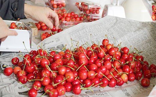 ★母の日★山形さくらんぼ 佐藤錦 チェリコン化粧箱 200g Lサイズ(5/4～5/10着) 【令和8年産先行予約】FS25-544