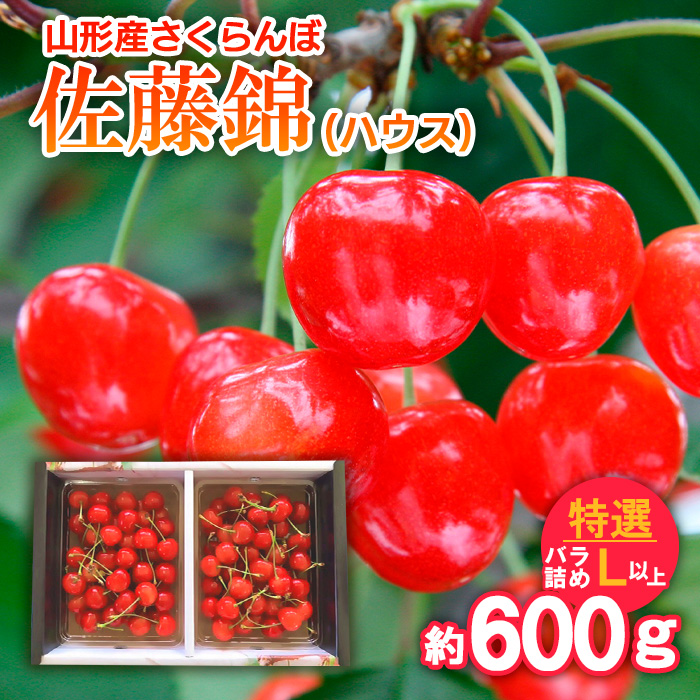 さくらんぼ 佐藤錦(ハウス)特選 バラ詰め L以上 約600g 【令和7年産先行予約】FS24-628