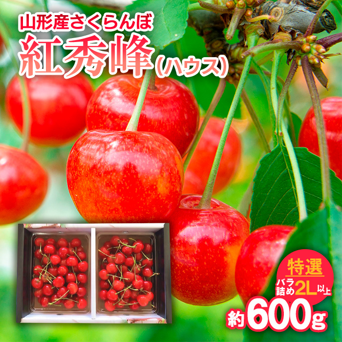 さくらんぼ 紅秀峰(ハウス)特選 バラ詰め 2L以上 約600g 【令和7年産先行予約】FS24-629