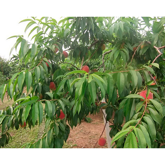 山形産晩生のかための桃 秀 5kg(さくら、だて白桃)【令和8年産先行予約】FS24-503