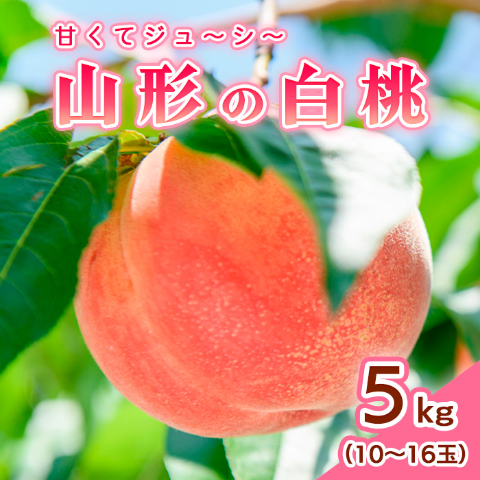 山形の白桃 5kg(10～16玉)Bコース(柔らかくなる品種・果肉やや硬め) 【令和7年産先行予約】FS24-566