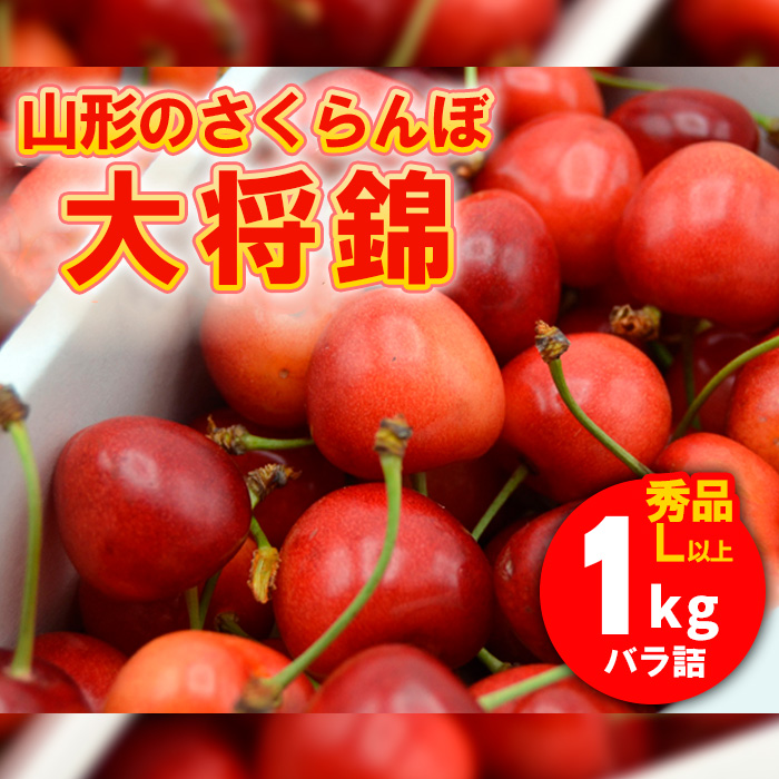 山形のさくらんぼ 大将錦 1kg Lサイズ以上 バラ詰 【令和7年産先行予約】FS24-561