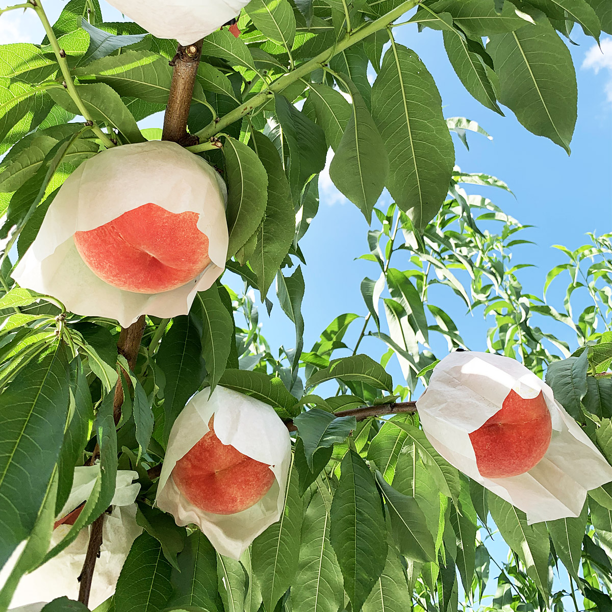 シャインマスカットと桃のセット 約1.2kg【令和8年産先行予約】FU19-712