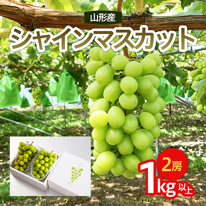  山形市産 シャインマスカット 秀 1kg以上(2房)[前半] 【令和7年産先行予約】FU22-083