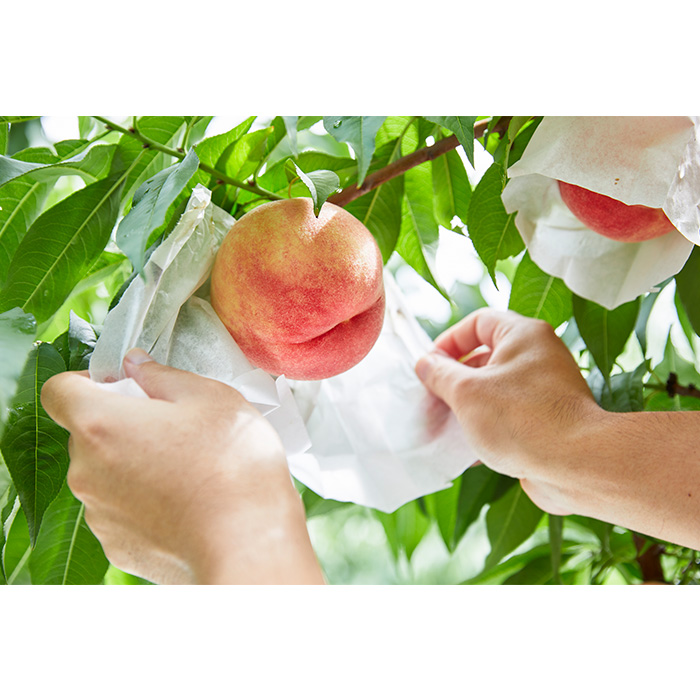  数量限定！マーブル桃「あかつき姫」(有袋・無袋) 秀品 約2kg [柔らかくなる桃]【令和8年産先行予約】FU22-209