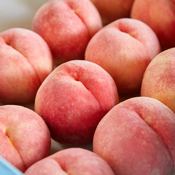 【定期便3回】やまもりやまがたの定期便～山形の人気果物トップ3～ 【令和8年産先行予約】FS25-598