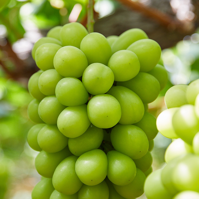 【定期便3回】やまもりやまがたの定期便～山形の人気果物トップ3～ 【令和8年産先行予約】FS25-598