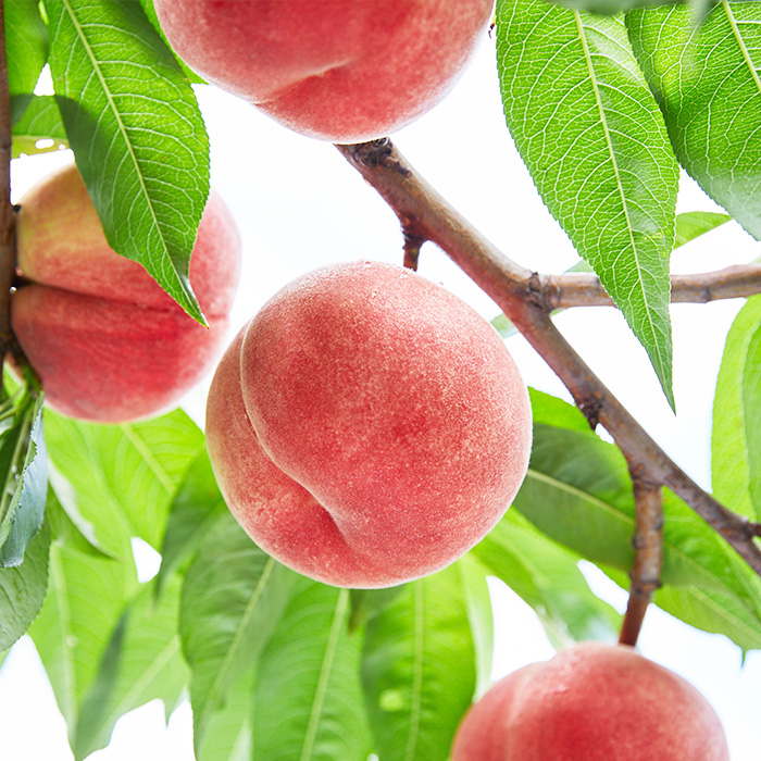 桃農家さんおすすめ！山形のおいしい桃 2kg[柔らかくなる桃] 【令和8年産先行予約】FS25-599