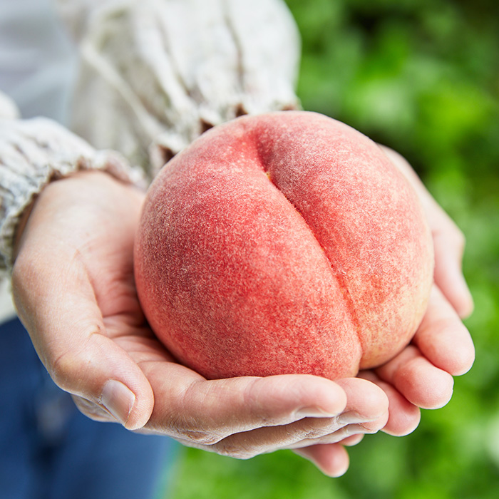 桃農家さんおすすめ！山形のおいしい桃 2kg[柔らかくなる桃] 【令和8年産先行予約】FS25-599