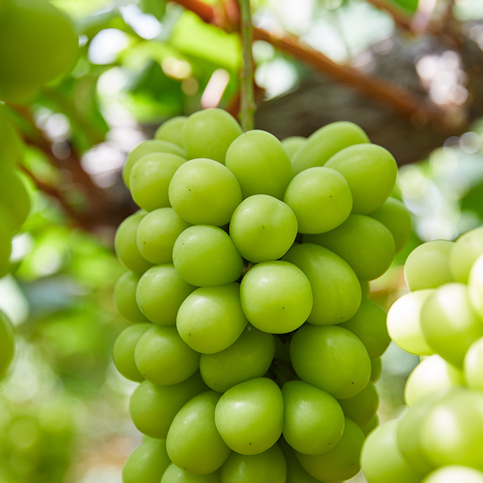 ãå®æäŸ¿5åãæ¯æå±ãïŒæç©çåœå±±åœ¢ã®ãã«ãŒã ã什å8幎ç£å
è¡äºçŽãFU22-913