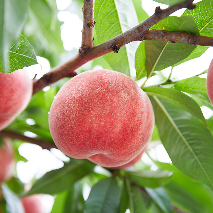 【定期便2回】人気くだものコンビ！定期便～ももとシャインマスカット～ 【令和8年産先行予約】FS25-601