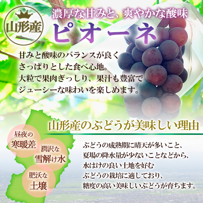山形市産 ぶどう(ピオーネ) 秀 2kg(3〜7房)[後半] 【令和8年産先行予約】FU22-038