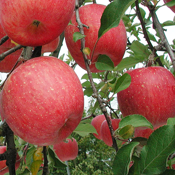 【定期便3回】山形フルーツ定期便　季節のくだものセット 【令和8年産先行予約】FS25-596