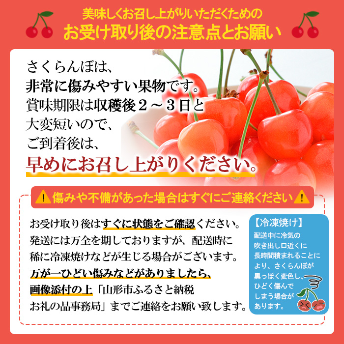 山形産 大粒さくらんぼ 大将錦 特選 バラ詰め 2L以上 約600g 【令和7年産先行予約】FS24-634