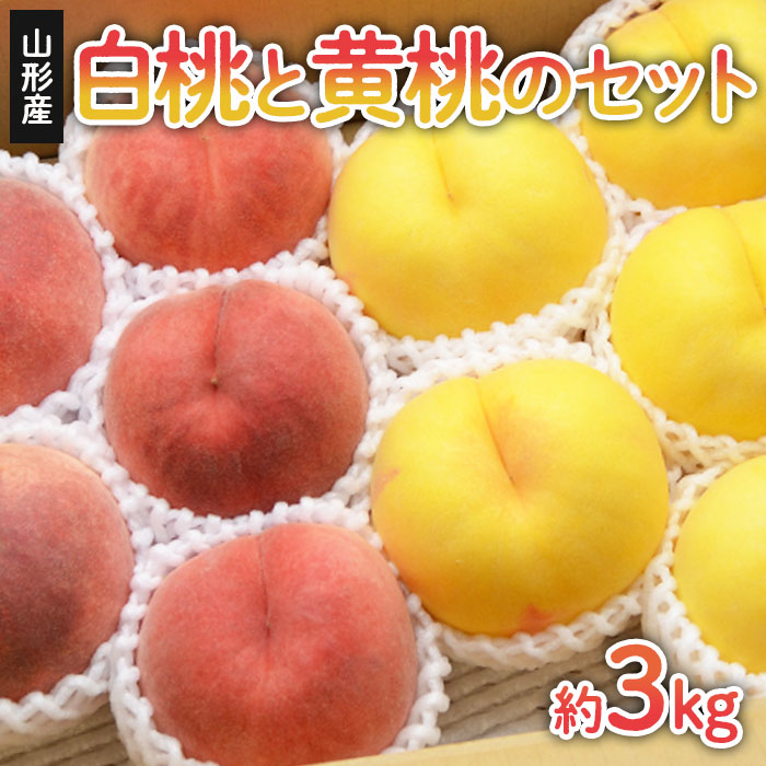 山形の白桃と黄桃のセット 約3kg(6～13玉)[柔らかくなる品種・果肉やや硬め]【令和8年産先行予約】FS24-567