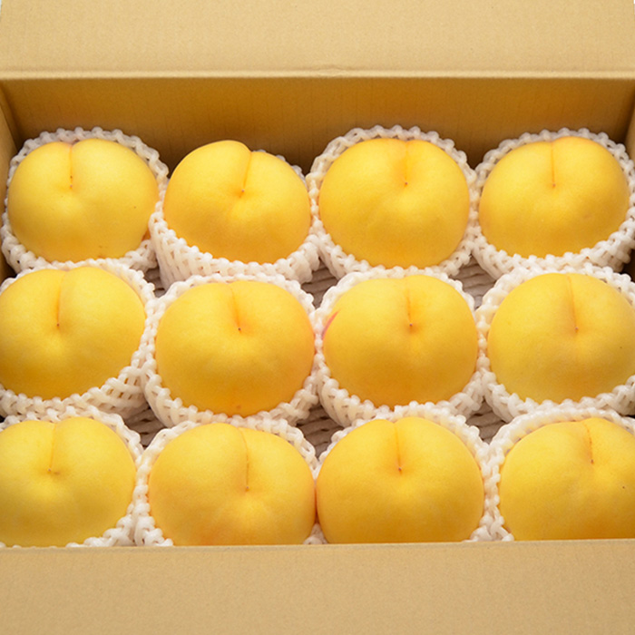 山形の黄桃 約3kg(6～13玉)[柔らかくなる品種・果肉やや硬め]【令和8年産先行予約】FU22-055