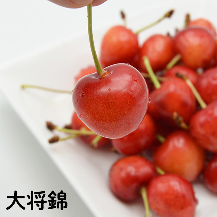 山形のさくらんぼ食べ比べ3種 1.2kg(200g×6パック)[紅秀峰・紅てまり・大将錦] 【令和7年産先行予約】FS24-559