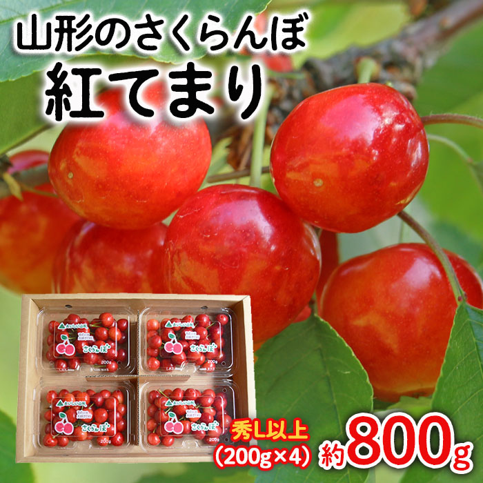 山形のさくらんぼ 紅てまり 約800g Lサイズ以上(200g×4) 【令和7年産先行予約】FS24-557