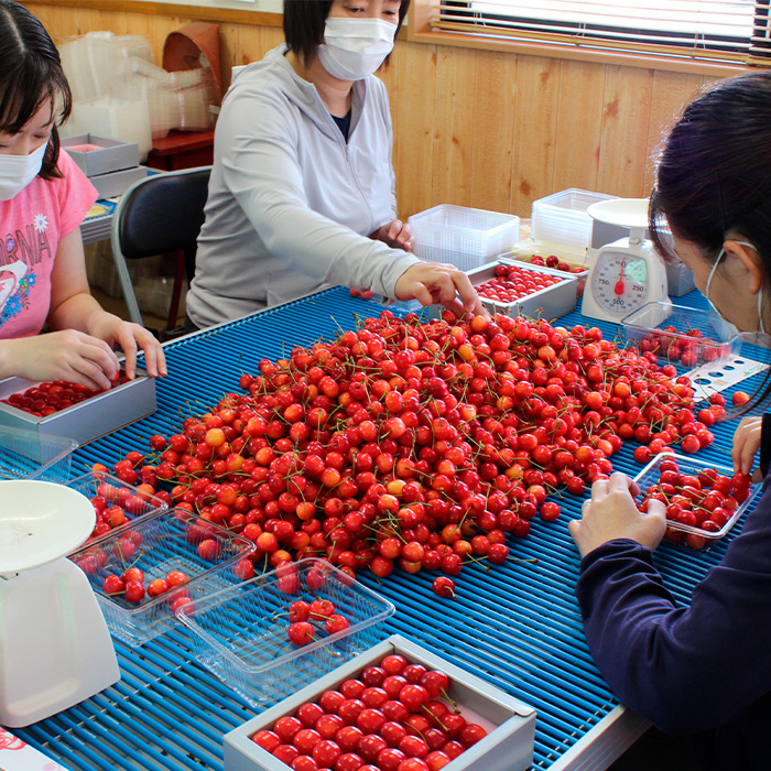 山形産 大粒さくらんぼ 紅秀峰 特選 バラ詰め 2L以上 約600g 【令和7年産先行予約】FS24-638