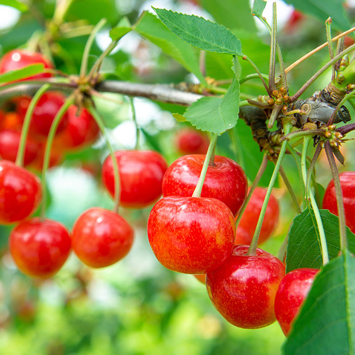 【定期便3回】山形果実ベスト3 【令和8年産先行予約】FS25-682