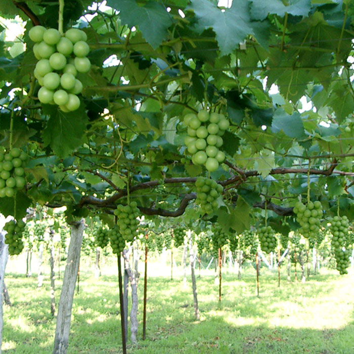 【定期便3回】山形のフルーツ定期便(さくらんぼ・シャインマスカット・ラフランス) 【令和8年産先行予約】FS25-636